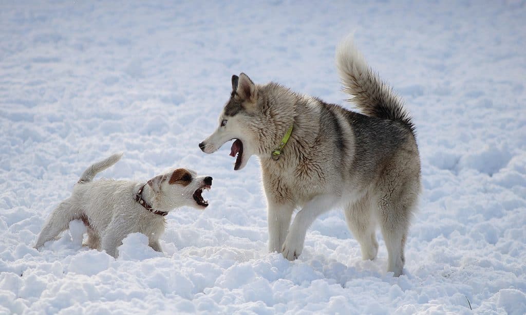 husky fighting with smaller dog