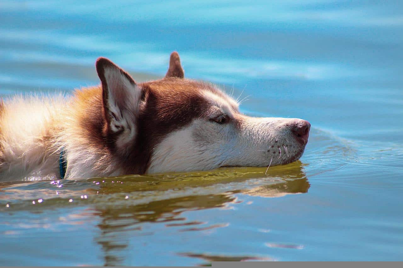 husky in texas river