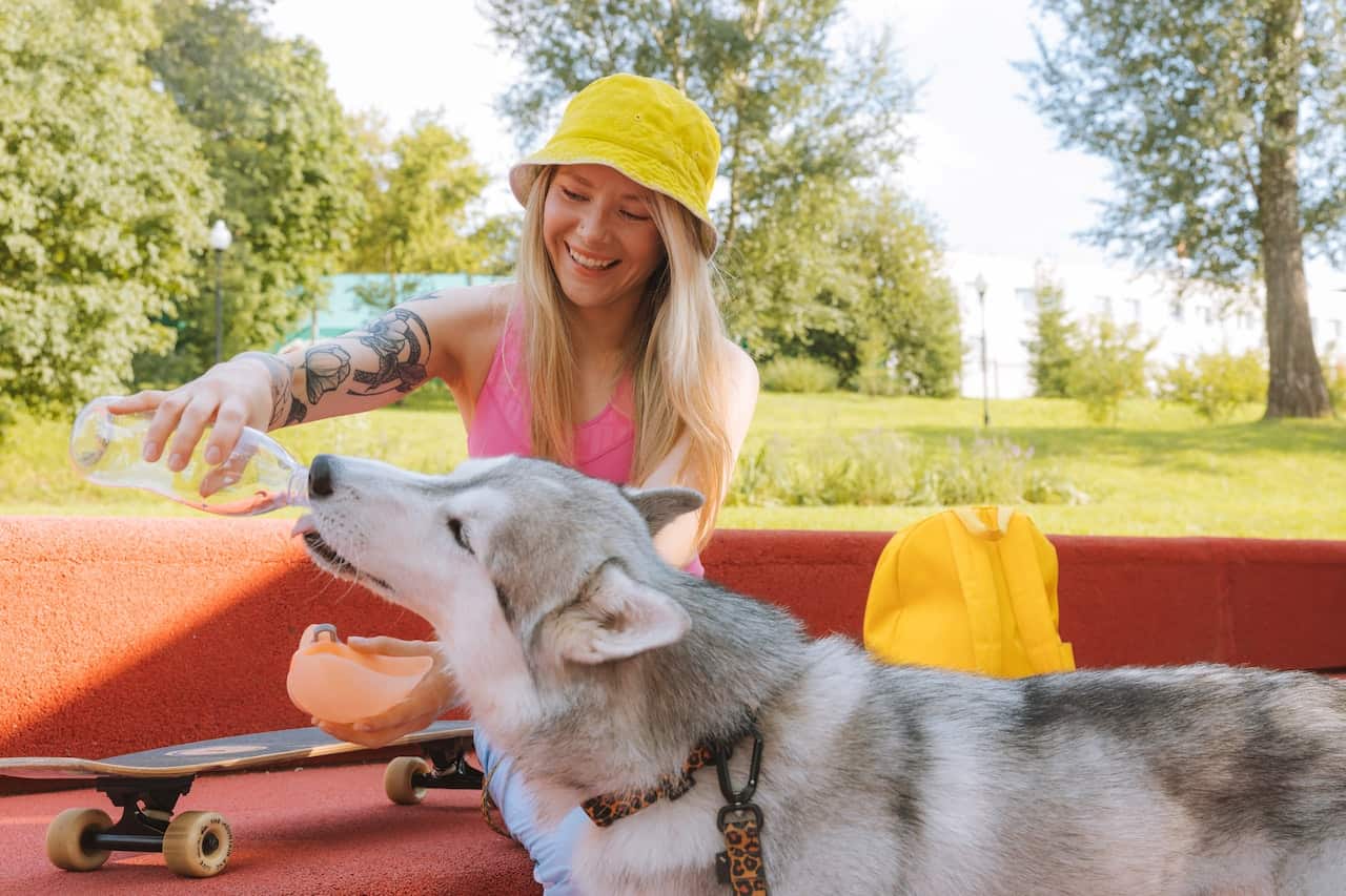 huskey drinking water