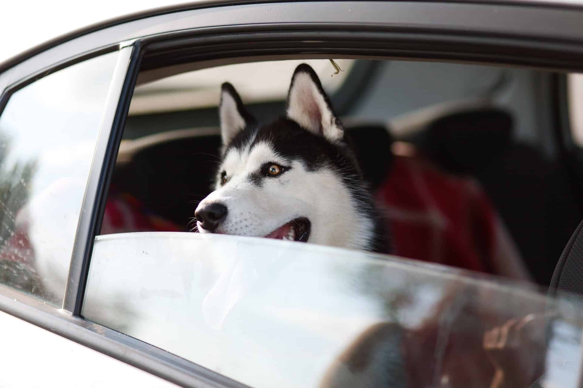 Huskey in car