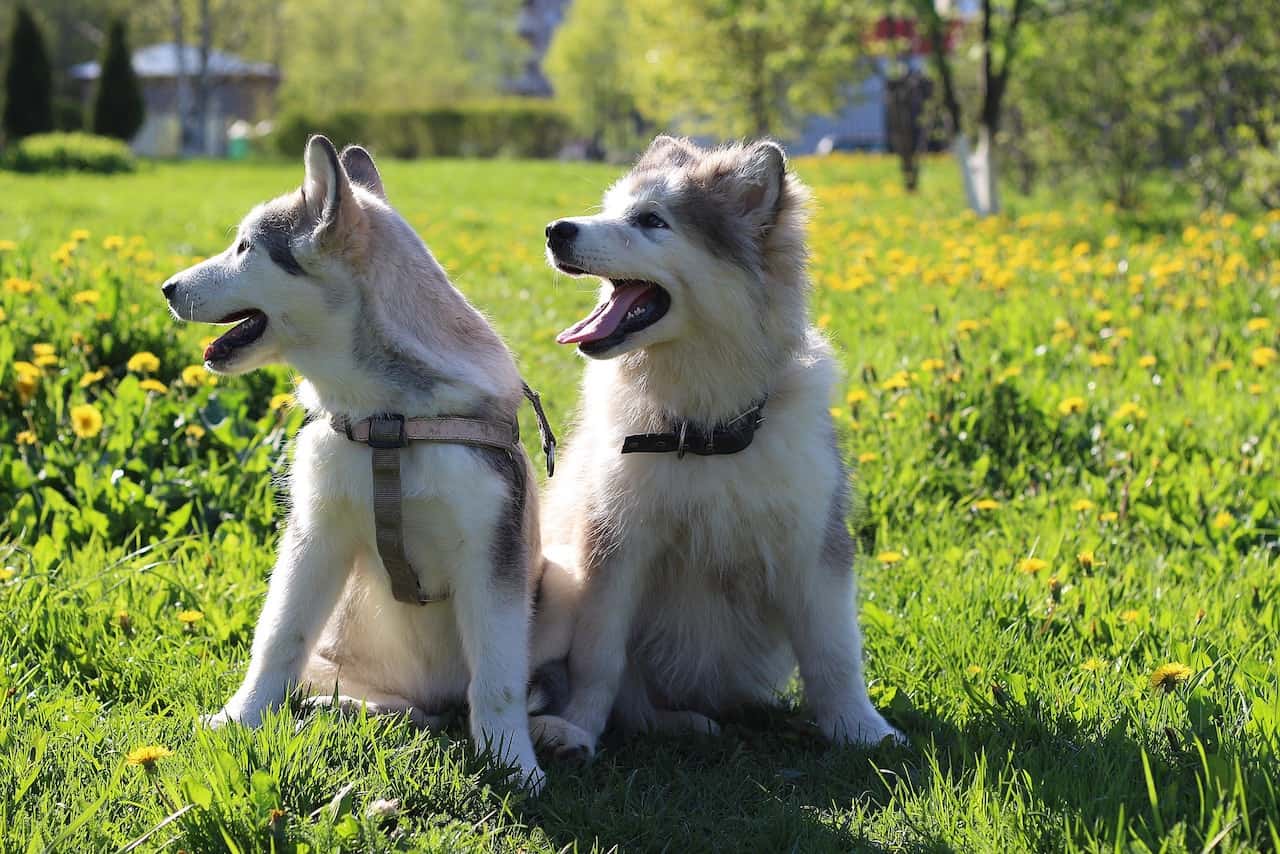 huskey in the sun