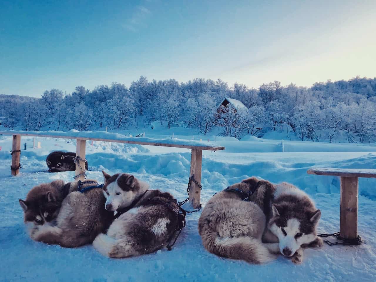 huskey in wild