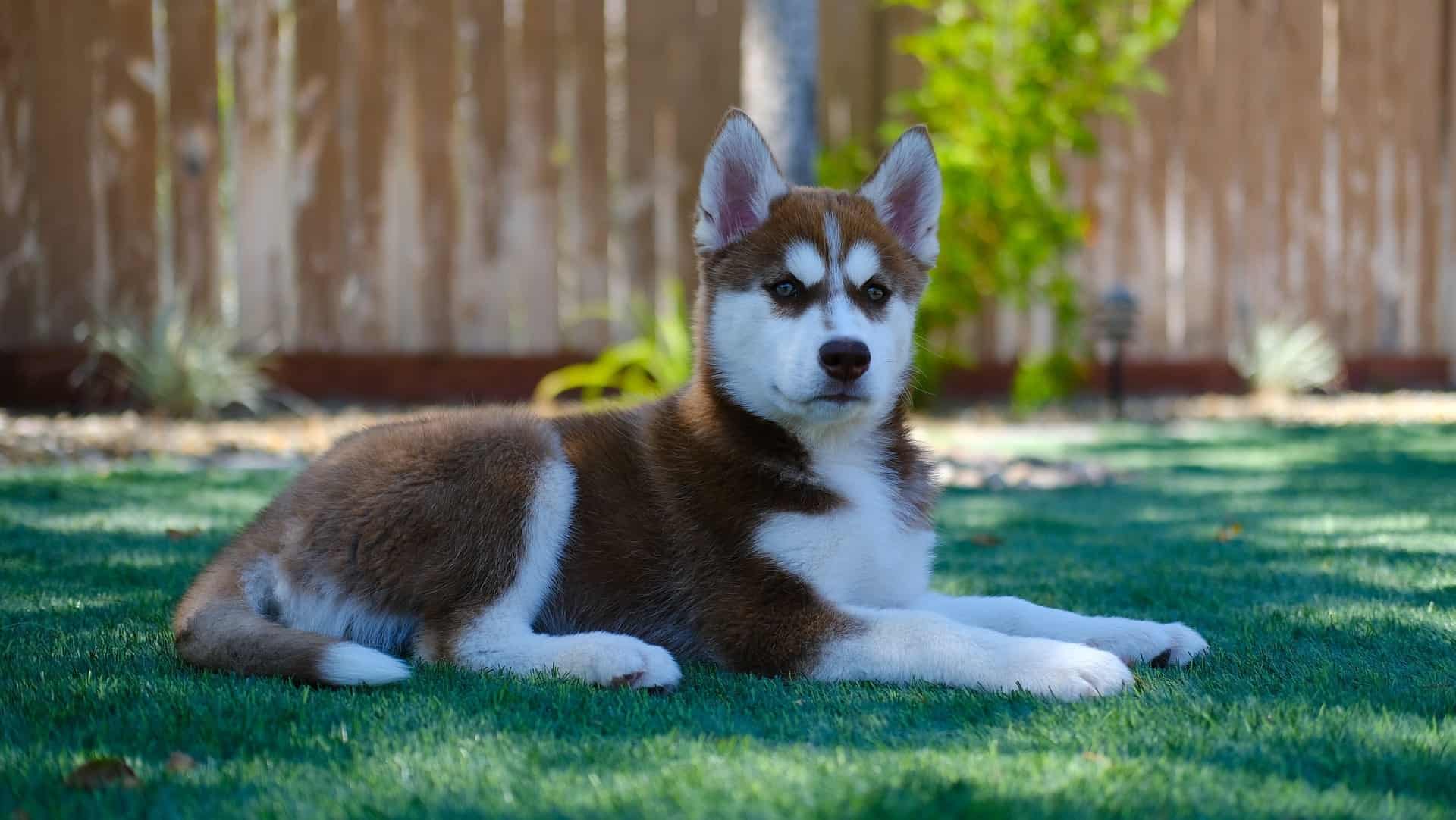 huskey lying in garden