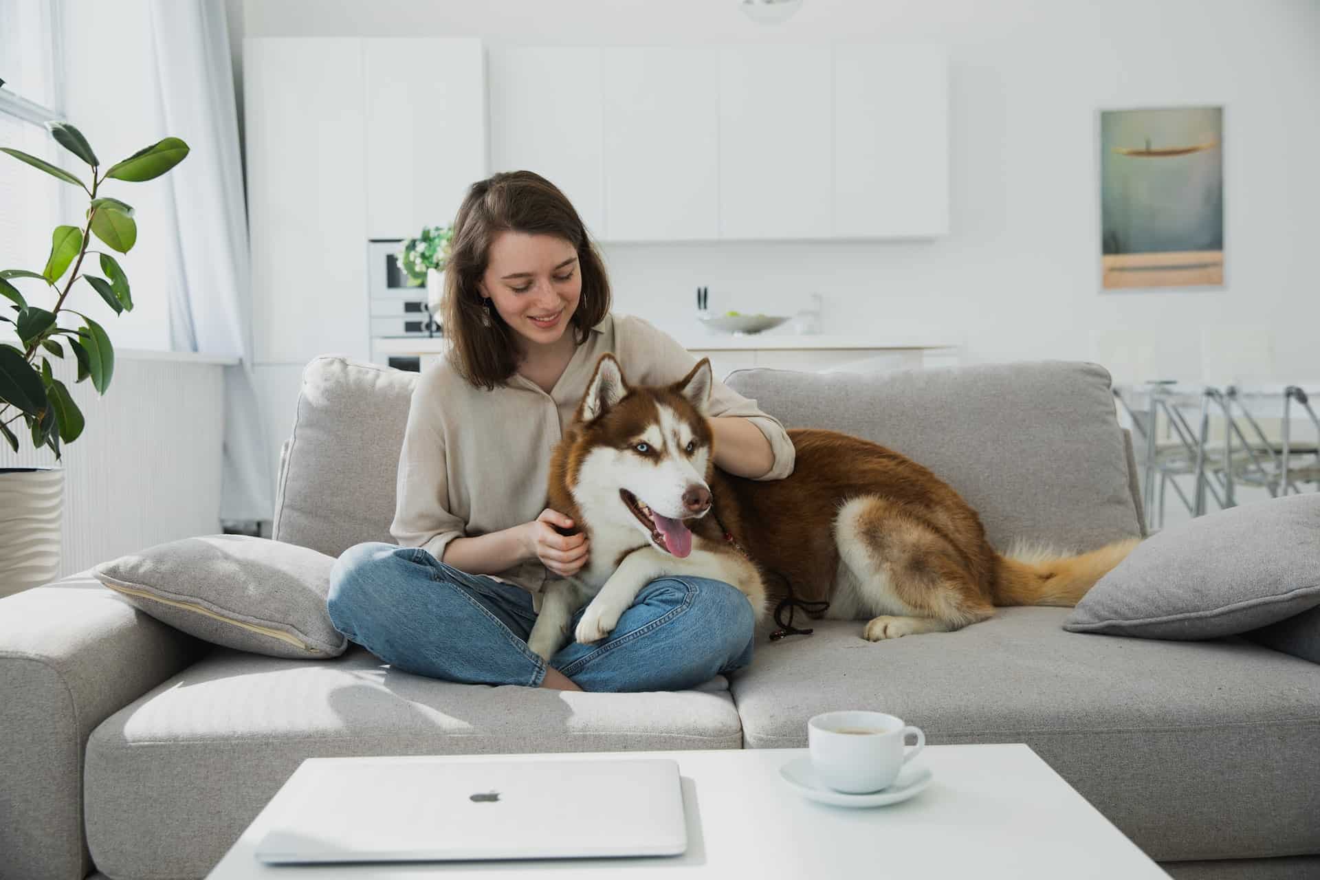 husky on the sofa.