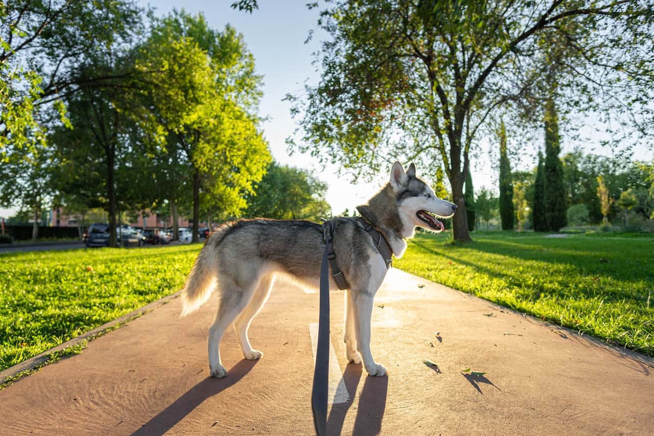 huskey outside