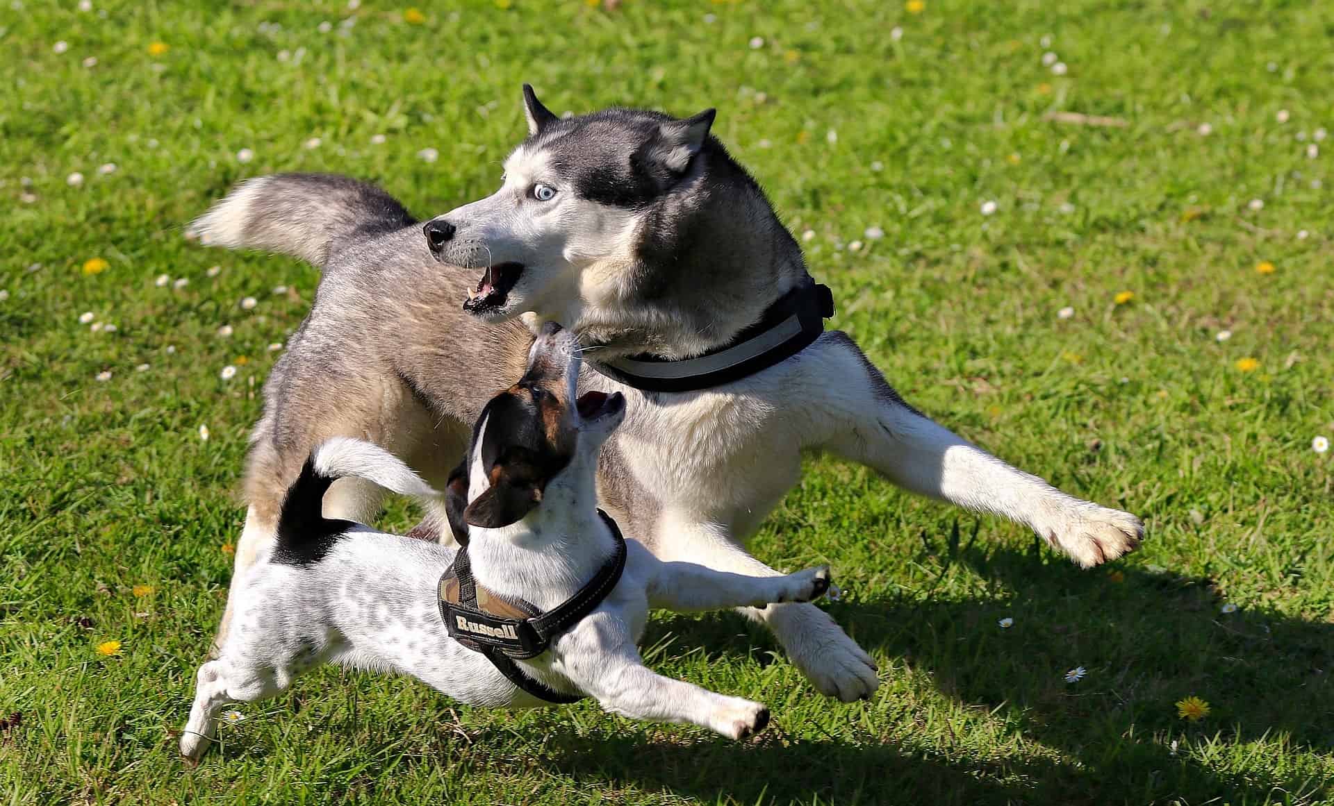 huskey playing with other dog