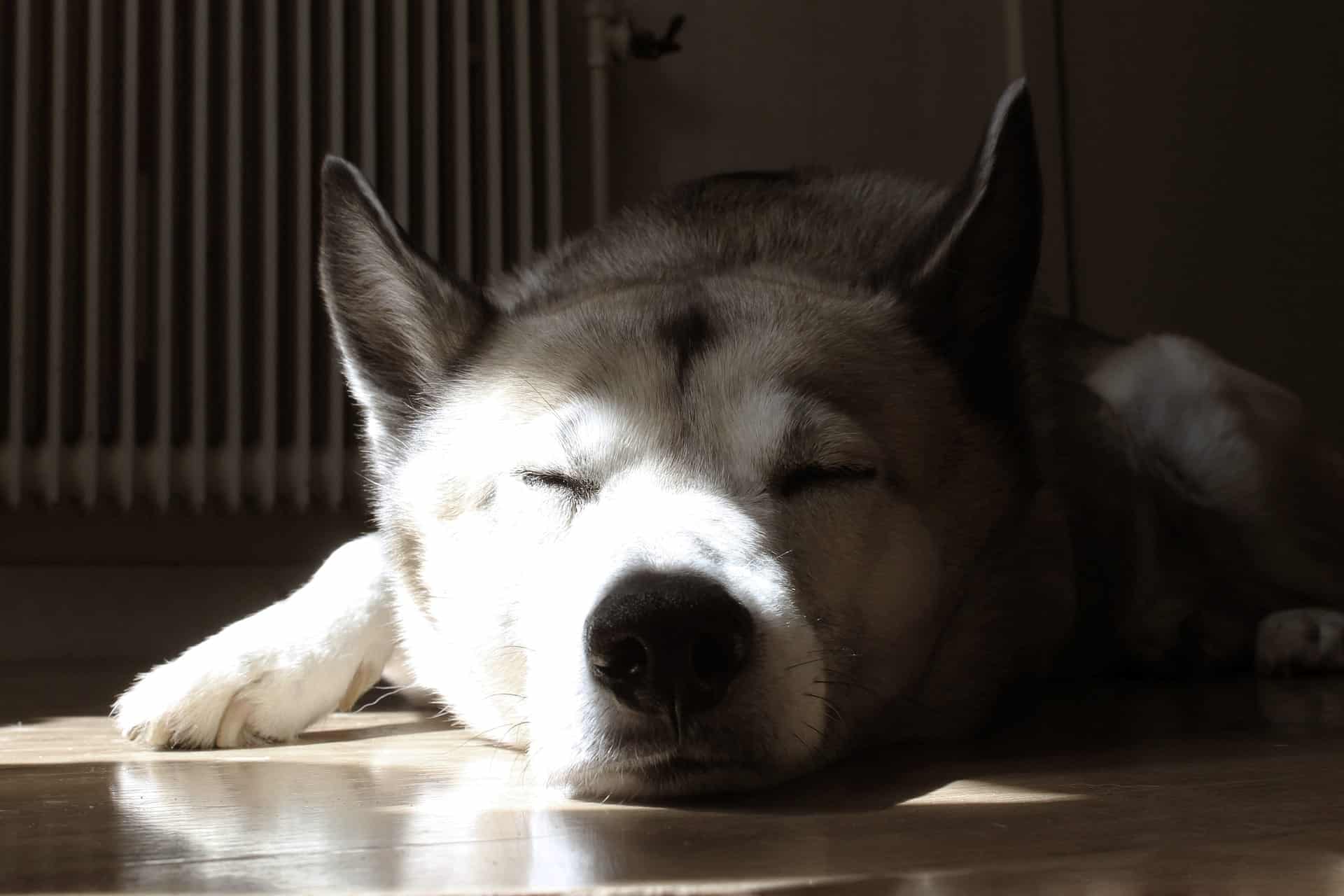 huskey sleep on floor