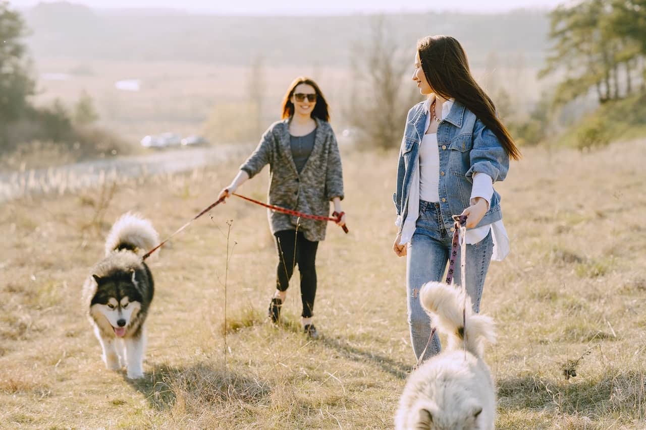 Huskey walking